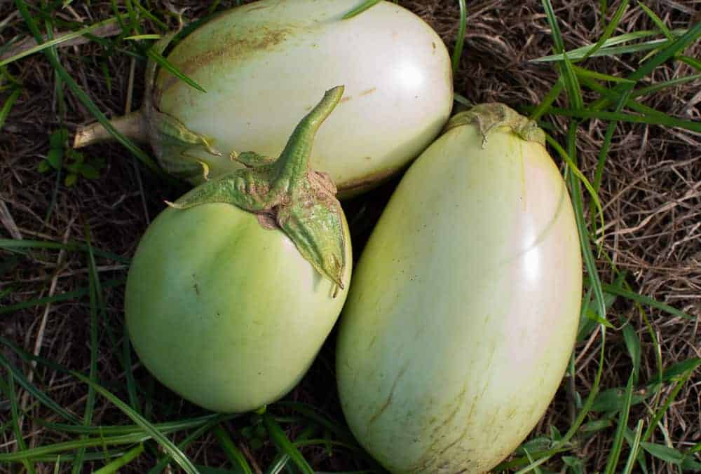 Freshly picked green eggplant in garden.